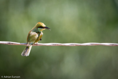 Green Bee-eater, Juvenile