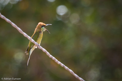 Green Bee-eater, 1