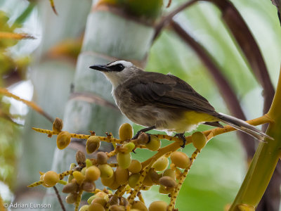 Yellow-vented Bulbul 2
