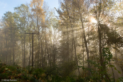 Drummond Hill Rays