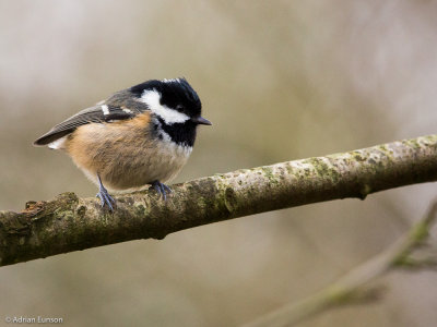 Coal Tit