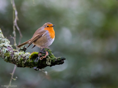Robin on a Branch