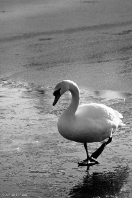 Ice Skating Mute Swan
