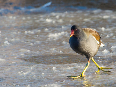 Slipping Moorhen