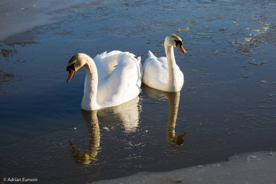 Mute Swans