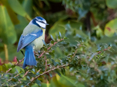 Johnston Gardens Blue Tit