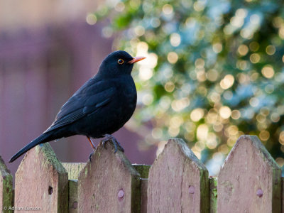 Male Blackbird on Fence