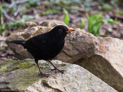 Male Blackbird