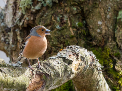 Chaffinch (Male)
