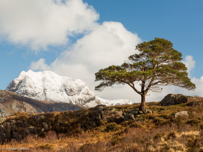 Scots Pine and Slioch