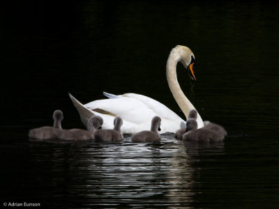 Mute Swan and Cygnets