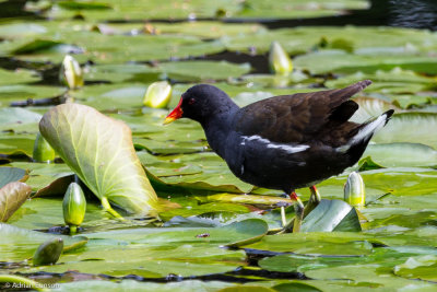 Moorhen on Lotus pads