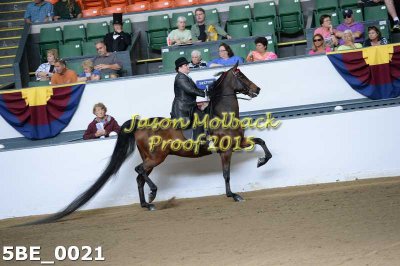 25 show pleasure novice rider