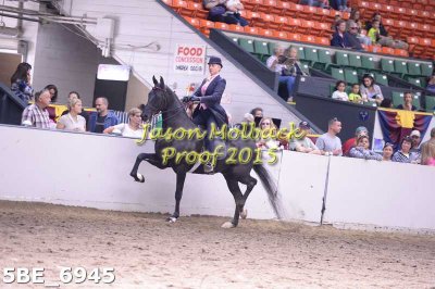 70 5 Gaited Show Pleasure Champ