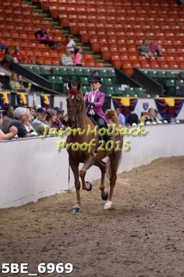 71 Walk & Trot Pleasure