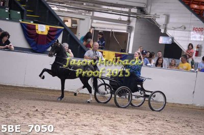 86 Jr/Novice Harness Pony