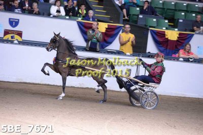 110 Amateur Roadster Pony Champ