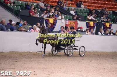 121 Harness Pony Champ