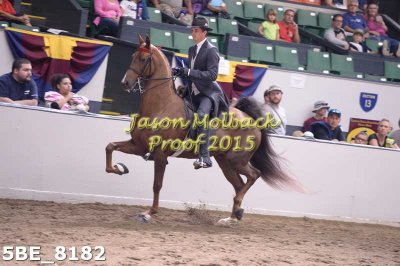 133 5 Gaited Champ