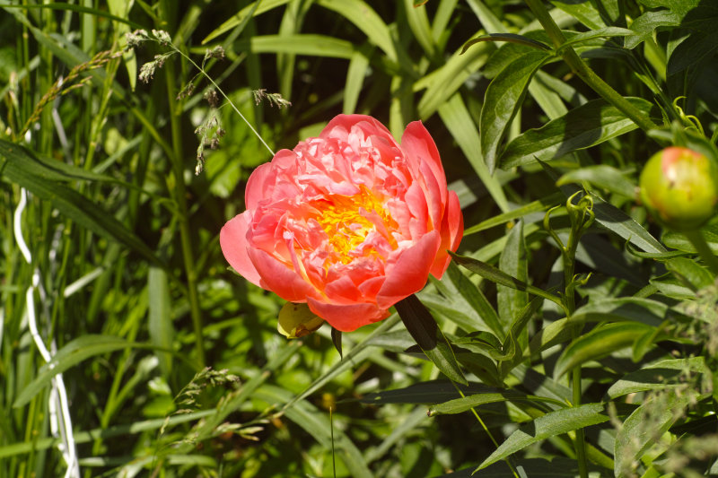 SDIM0095NPL70mm.jpg