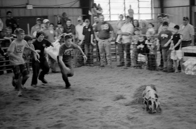 Greased Pig Chase