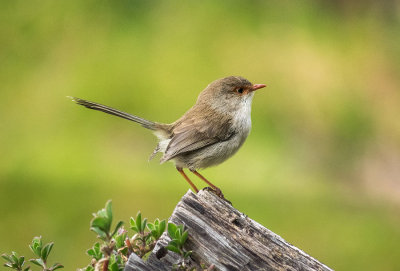 Superb Fairy Wren