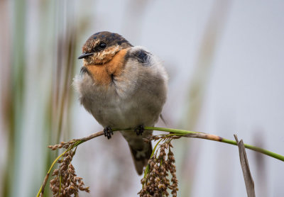 Welcome Swallow