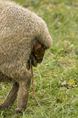 La naissance d'un agneau