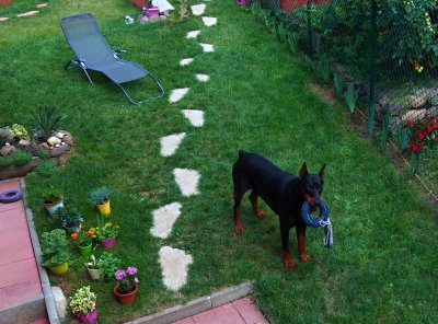 My Doberman - DANIEL Best Cerber  *17.04.2009