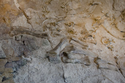 56 UT Dinosaur NM Quarry Visitor Center 6.jpg