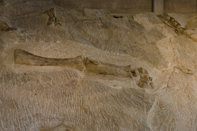 57 UT Dinosaur NM Quarry Visitor Center 7.jpg
