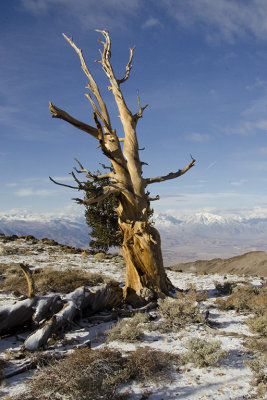 CA White Mountains Ancient Bristle Cone Pine Forest 3.jpg