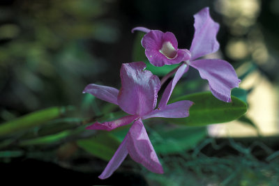 CUB 045 Pinar del Rio Orchids.jpg