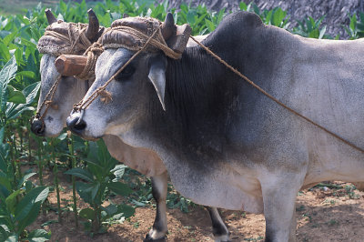 CUB 052 Pinar del Rio Oxen in Tobacco Farm.jpg