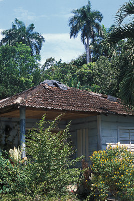 CUB 099 Baracoa Cocoa Farm.jpg