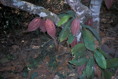 CUB 100 Baracoa Cocoa Farm Pods.jpg