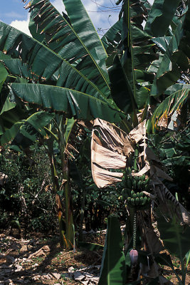 CUB 101 Baracoa Banana Farm.jpg
