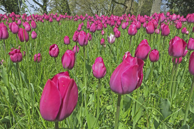 013 DEU Mainau Garden 2 Tulips.jpg