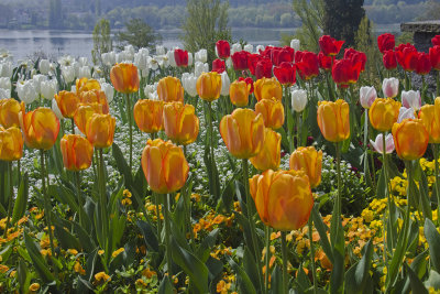 014 DEU Mainau Gardens 3 Tulips w Lake Constance background.jpg