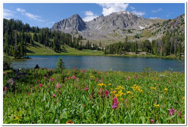 Wildflowers at Ha Hand Lake