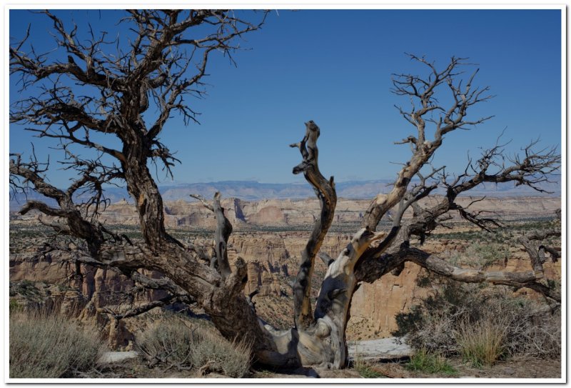 Snag, San Rafael Swell