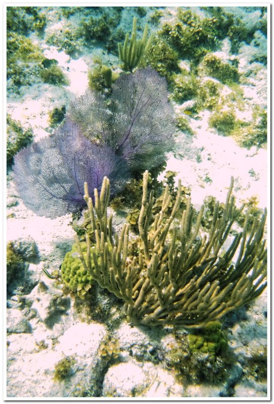 Soft Corals