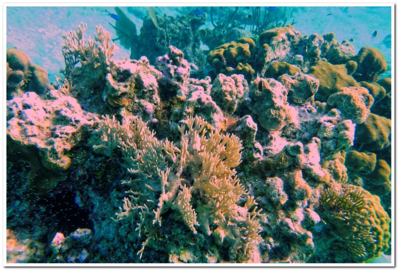 Coral Gardens