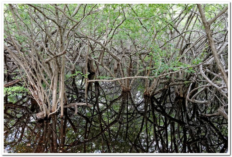 Mangrove Swamp