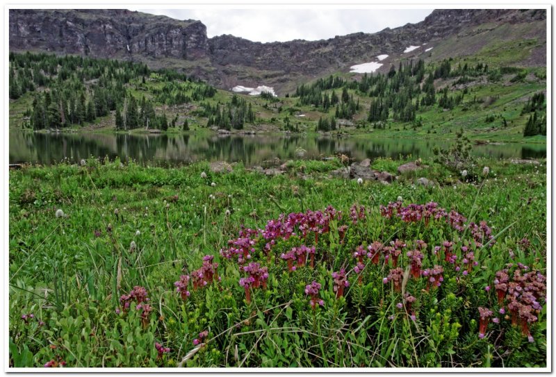 Emerald Lake Trail, Heather at Heather Lake
