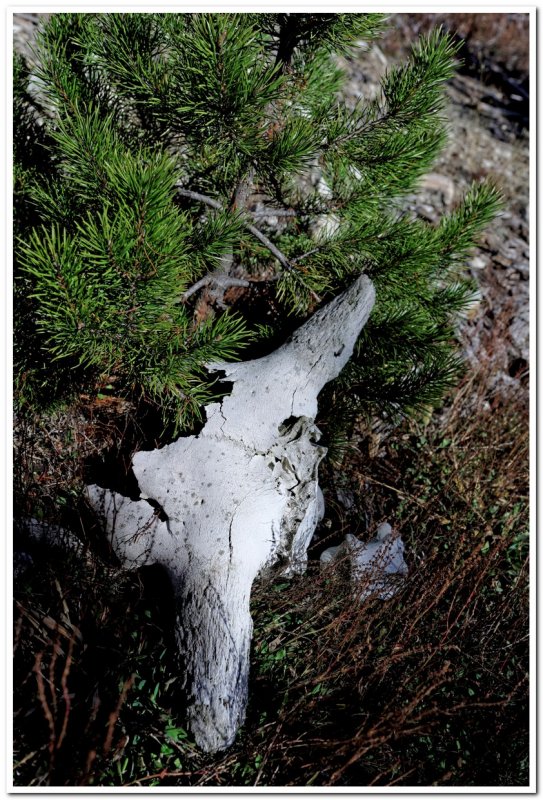 Bison Skull 2