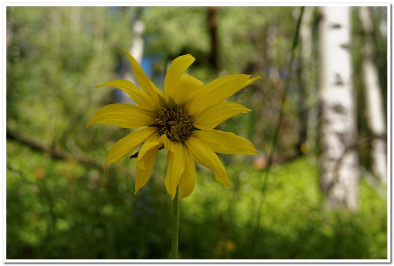 Wildflower along Cinnamon Mt. trail