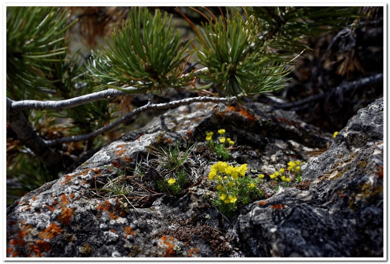 Hogback Ridge