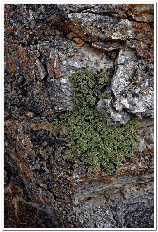 Hogback Ridge