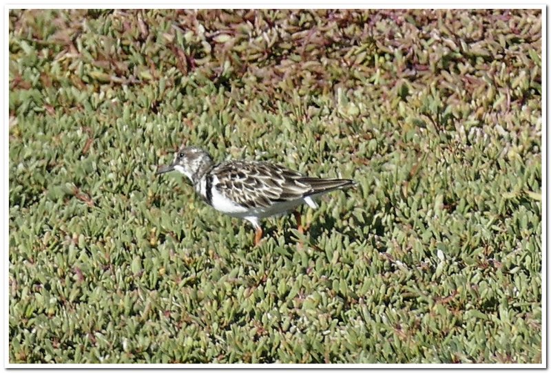 Semipalmated Plover